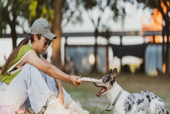 Plan the Outdoor Activities with Your Pet While Staying in B&Bs