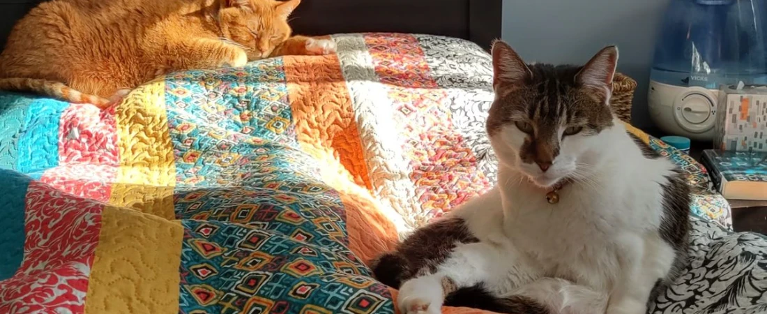 Where Pets Are Family: Best B&Bs That Welcome Your Furry Friends