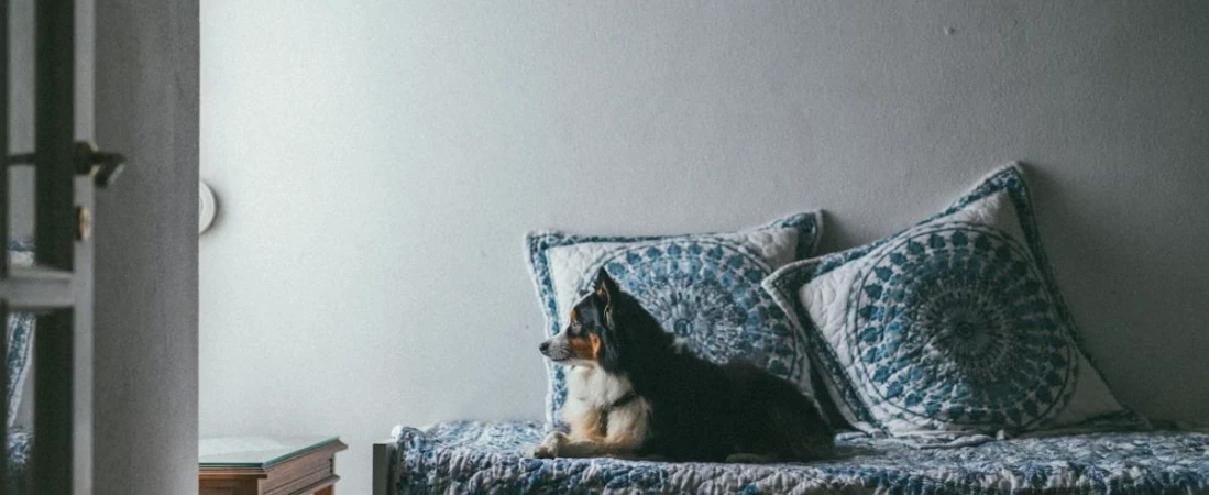 A Guide to Staying in B&Bs with Pets: Tips, Tricks, and Top Picks