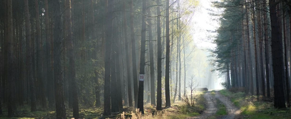 5 Reasons B&Bs Are a Dream Stay for Nature Enthusiasts