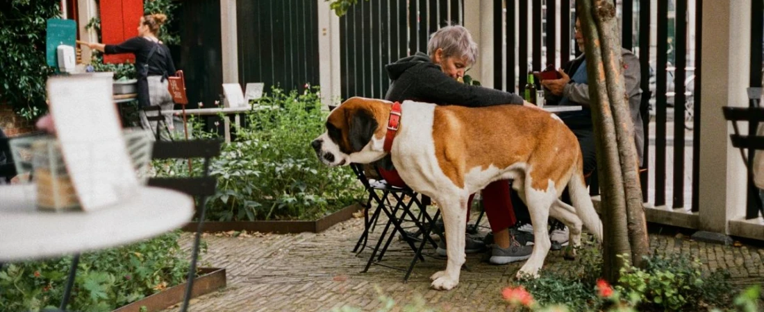 From Cozy Rooms to Outdoor Adventures: Why Pet-Friendly B&Bs Are a Great Choice