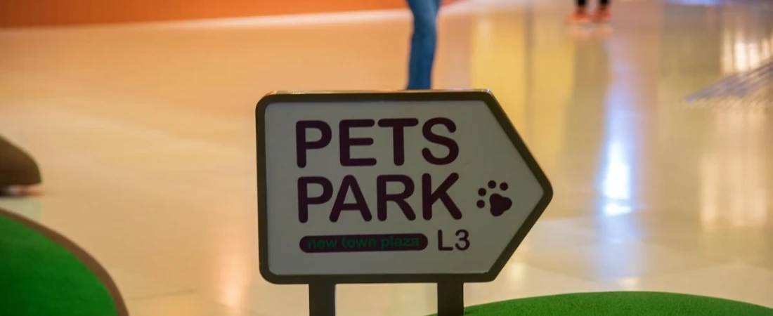 From Cozy Rooms to Outdoor Adventures: Why Pet-Friendly B&Bs Are a Great Choice