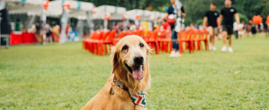 Plan the Outdoor Activities with Your Pet While Staying in B&Bs