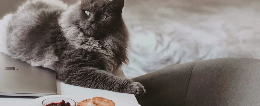 Travelling with Pets? These Global B&Bs Welcome Four-Legged Guests