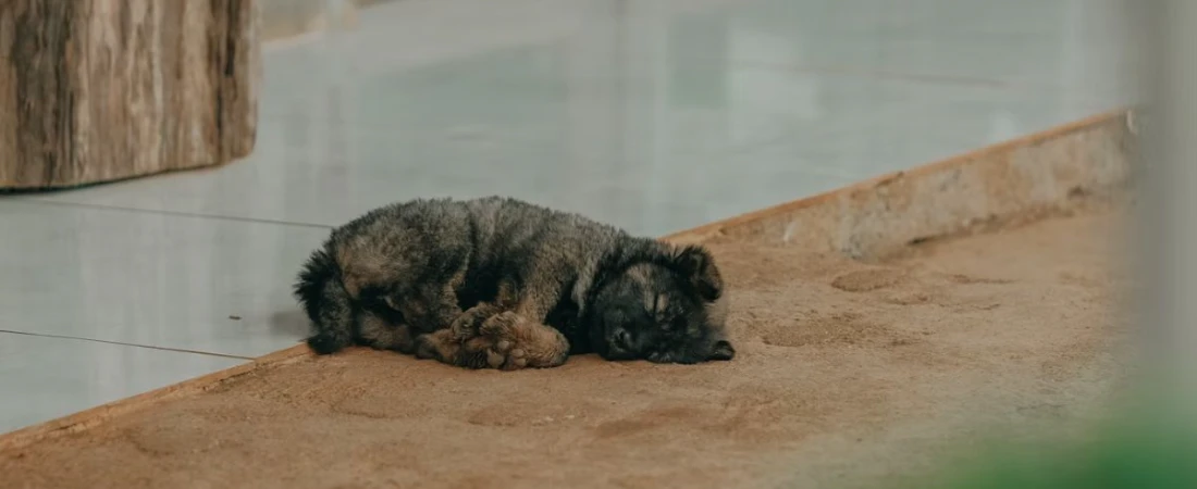 Travelling with Pets? These Global B&Bs Welcome Four-Legged Guests